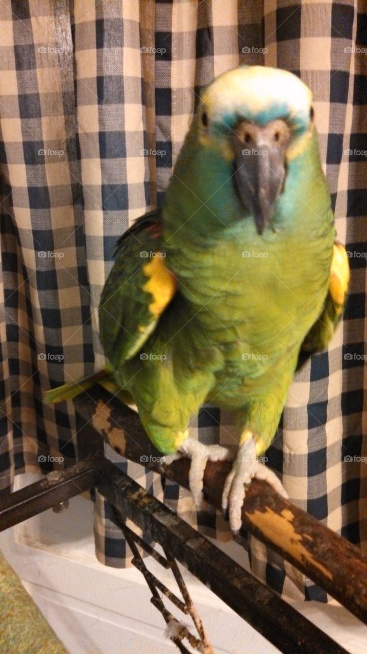 parrot