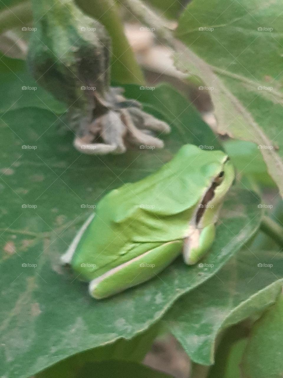 The most dangerous frog