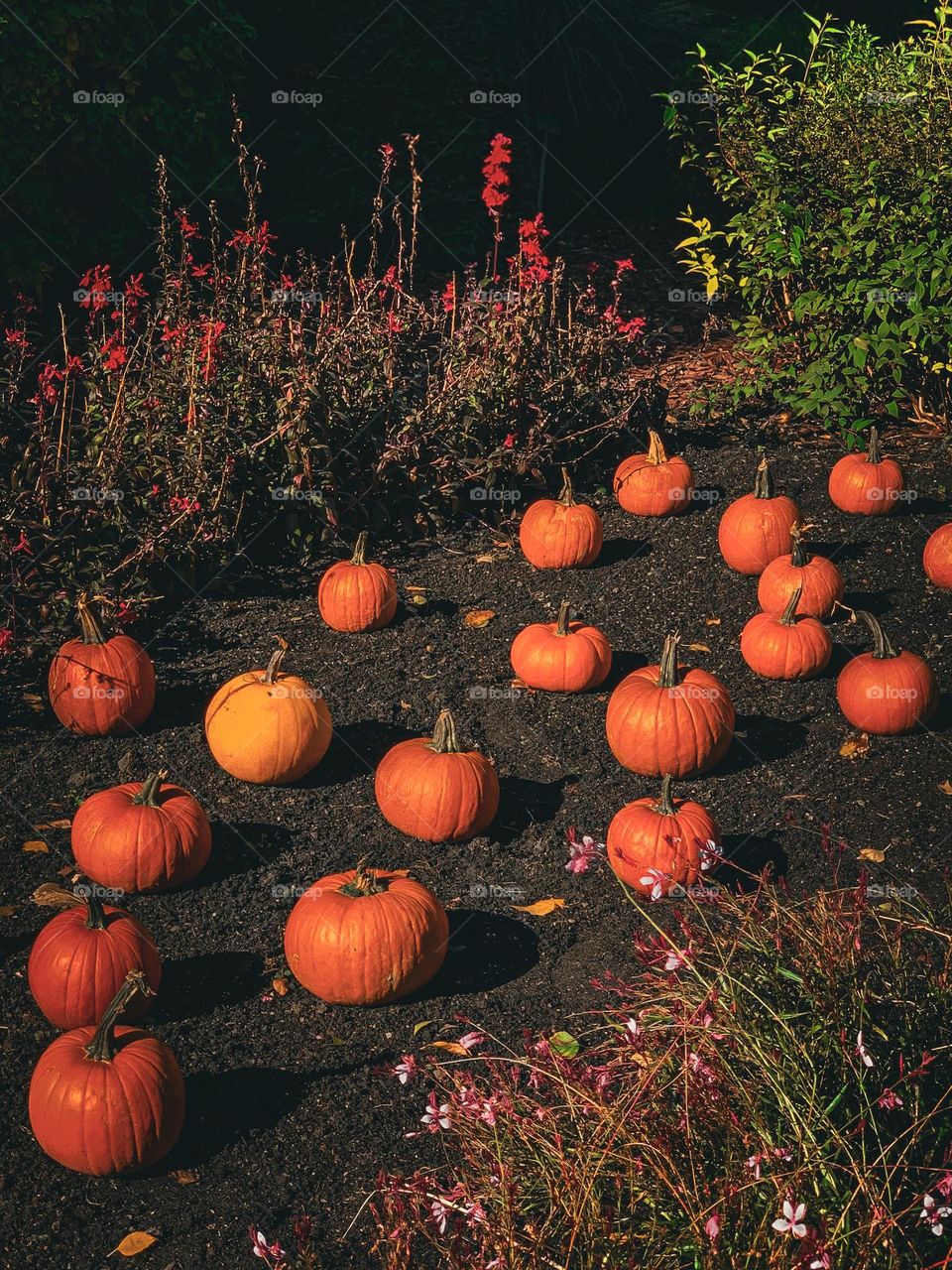 A lot of bright orange pumpkins laying on the ground surrounded by autumn field flowers. Nice autumn colors: orange, green, burgundy 