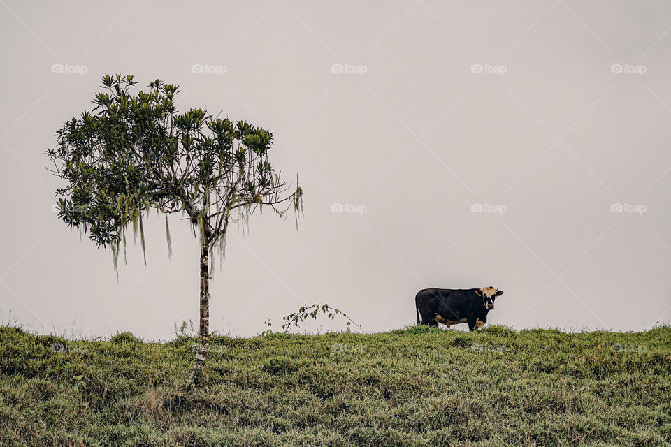 Black cow on a hill next to a tree on a cloudy day