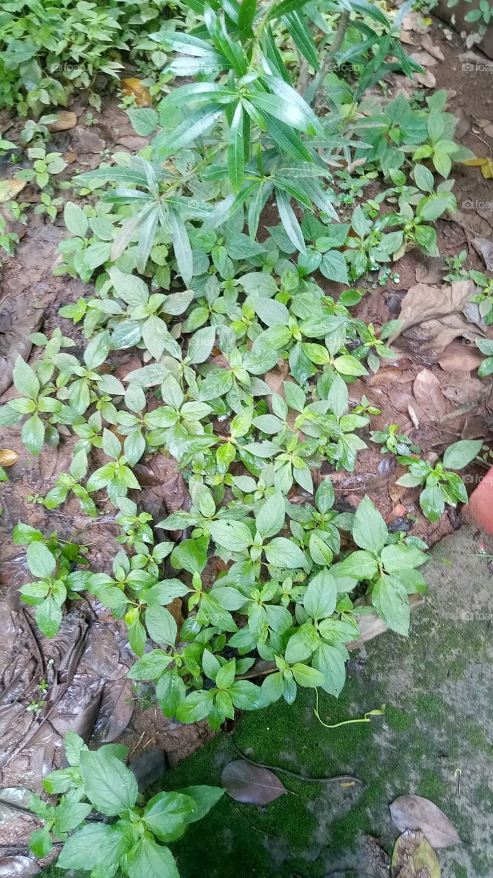 green plant