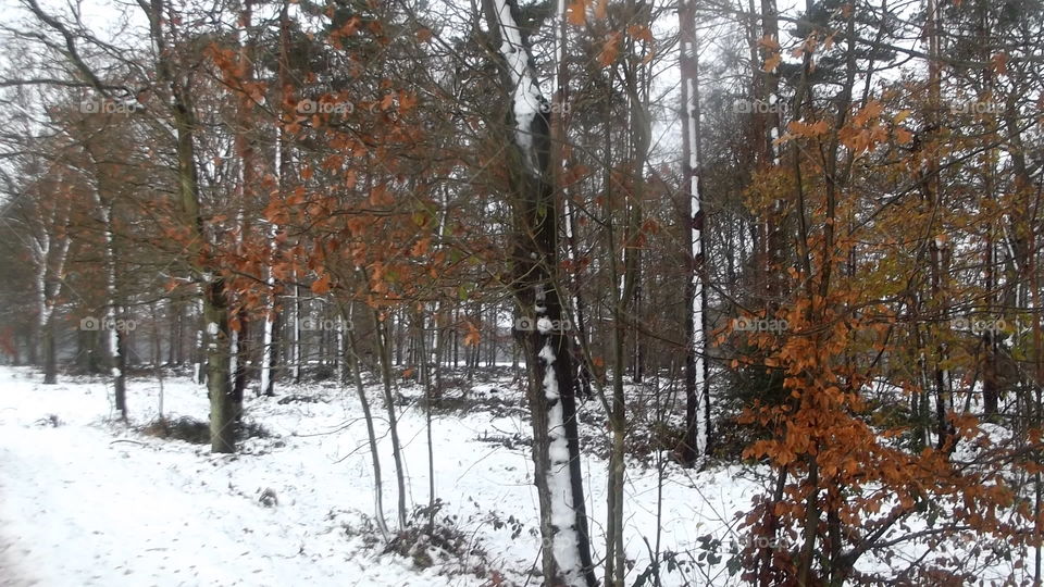 Season, Wood, Tree, Winter, Fall