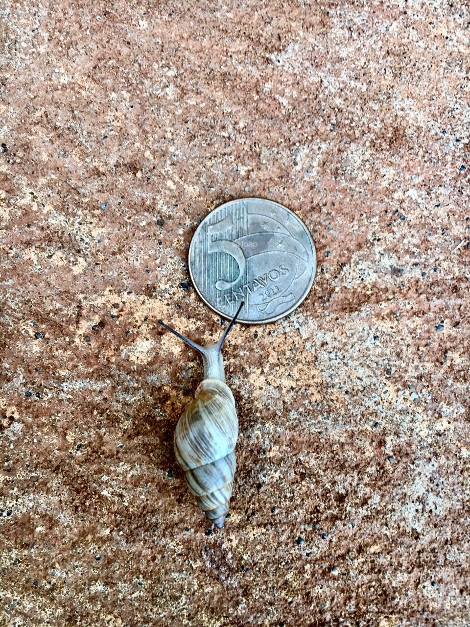 Mini snail