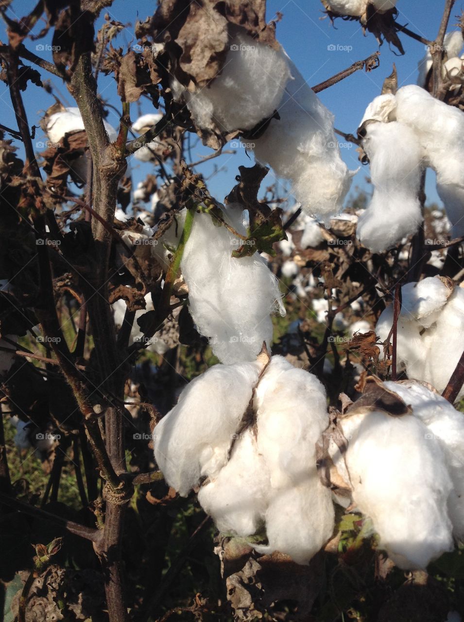 Close up of Cotton Boll