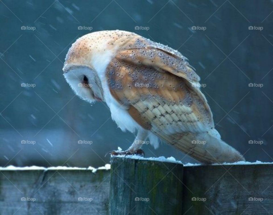 Best photography owl