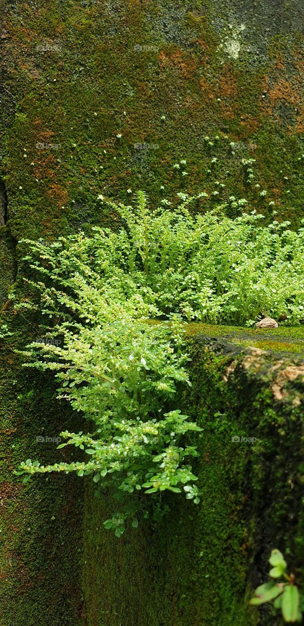 beautiful green plant, which comes out between the humidity of the wall