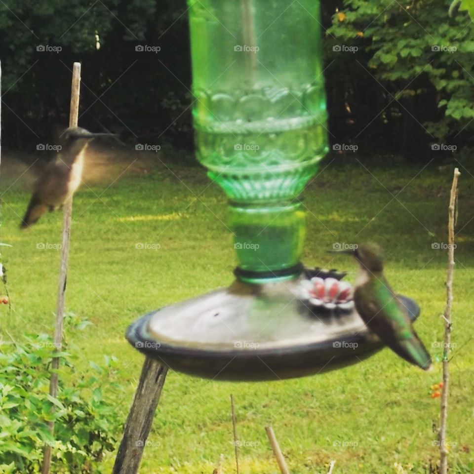 Hummingbirds