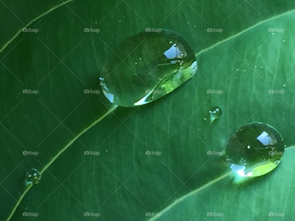 Dew drops on hostas leaves
