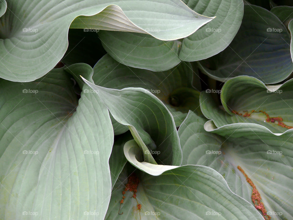 Close-up of green leaves in Berlin, Germany.