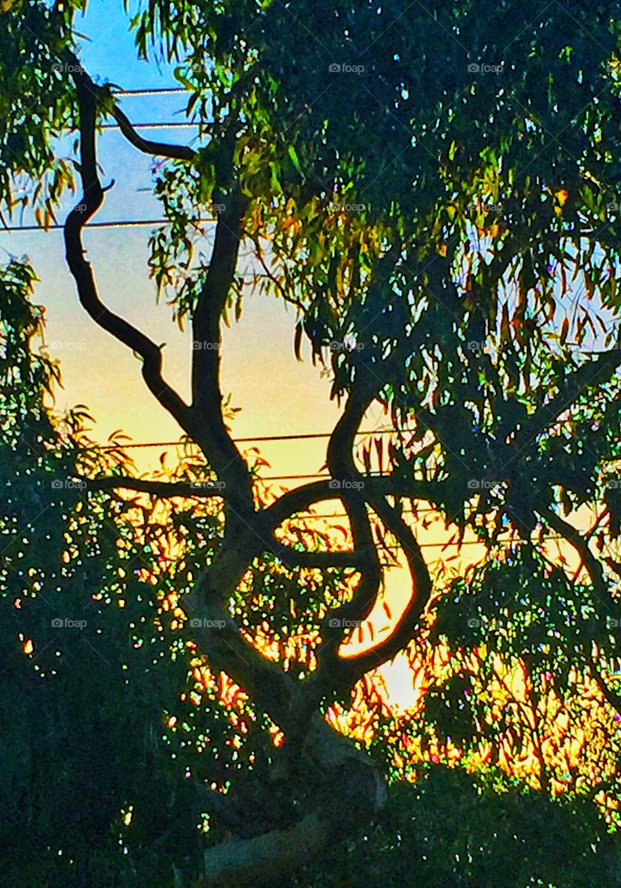 Interesting gum tree in my front yard