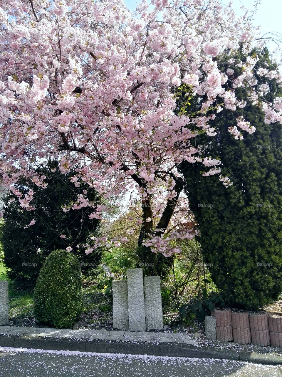 pink cherry tree blooming