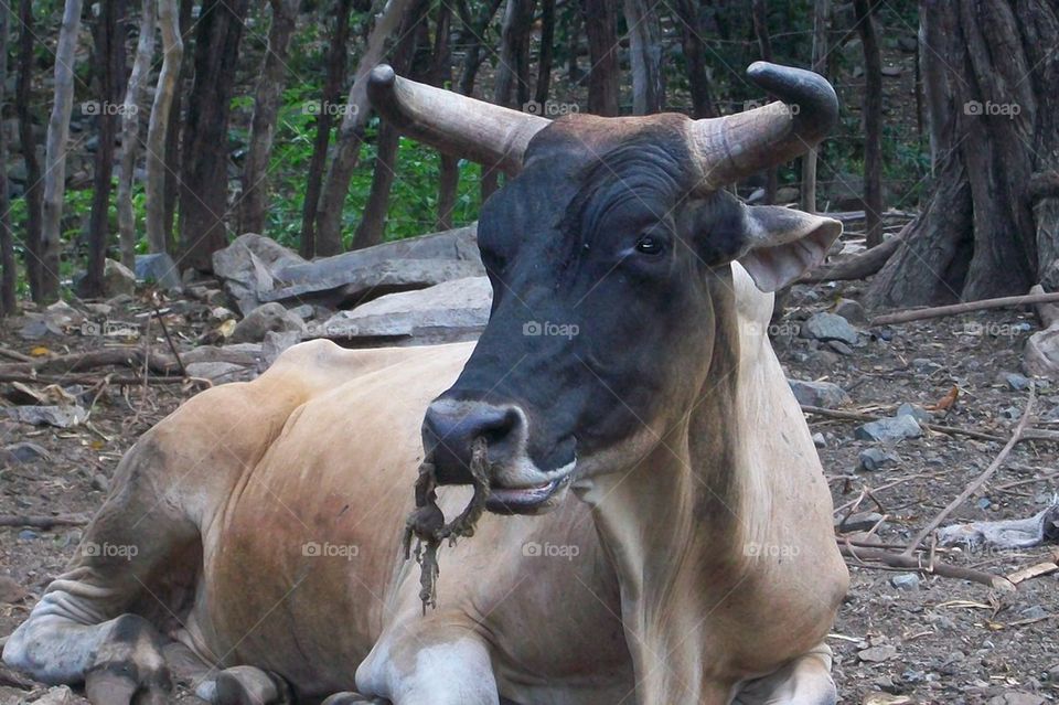 A working bull at rest