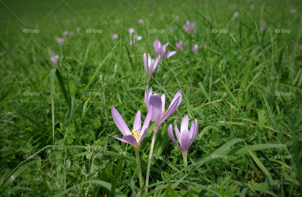 Meadow life