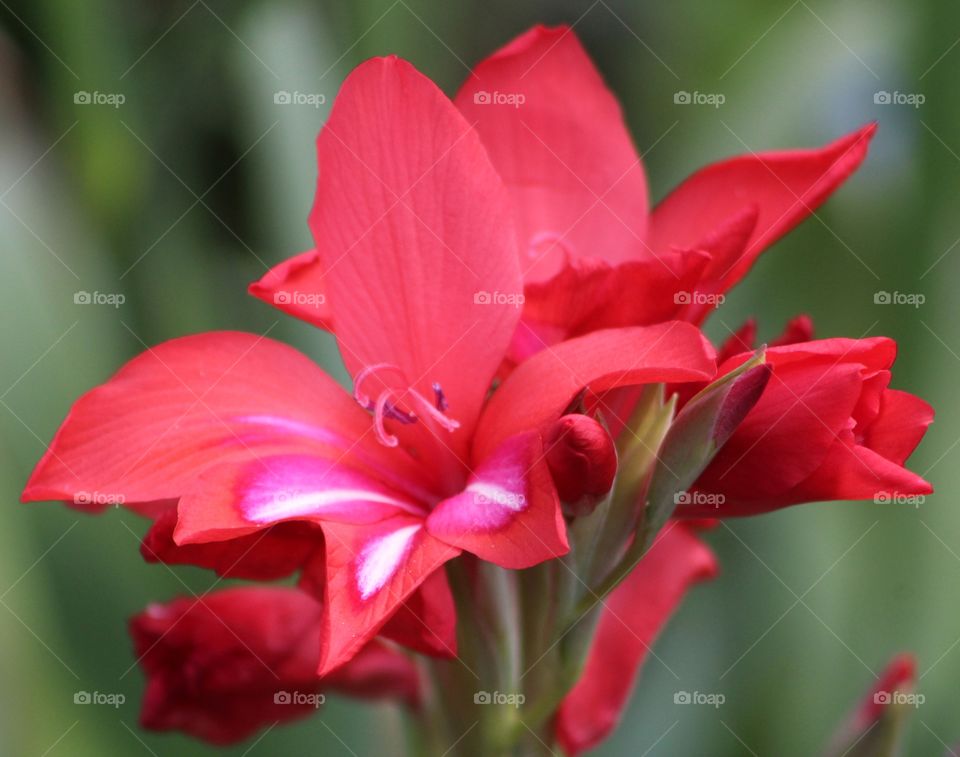 red flower in the spring
