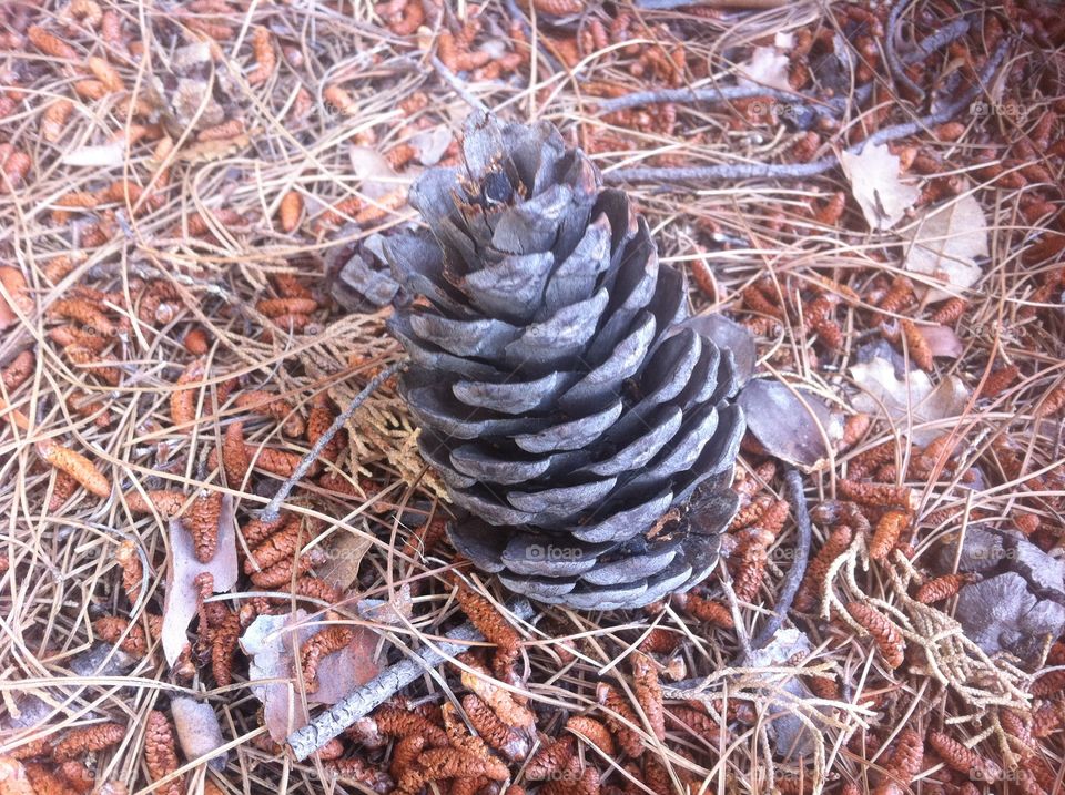 Cone at the dry leaves