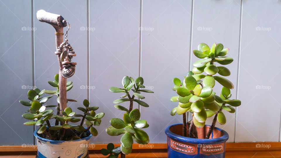 Flowerpots with crassula