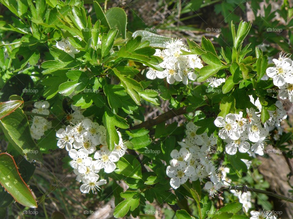 Apple blossom in spring time