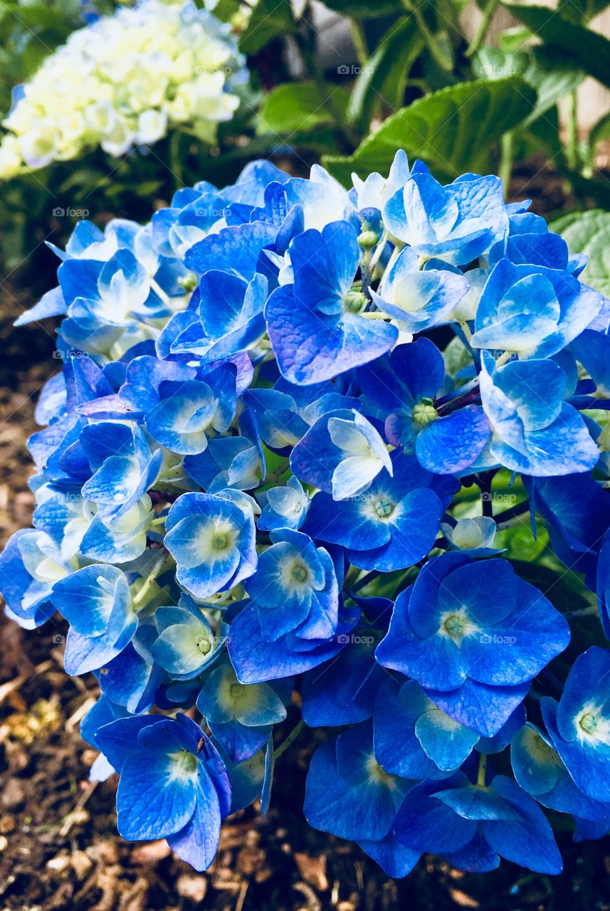 Blue hydrangea 