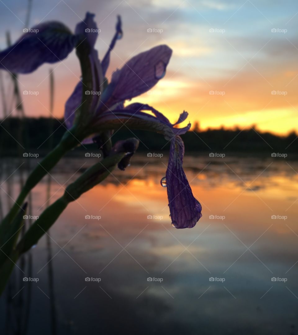 Flower sunset