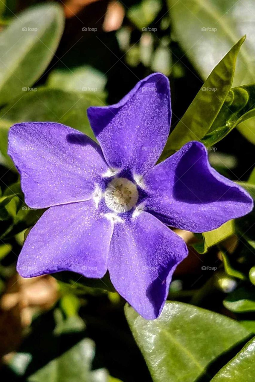 A closeup of a small purple flower in the spring.