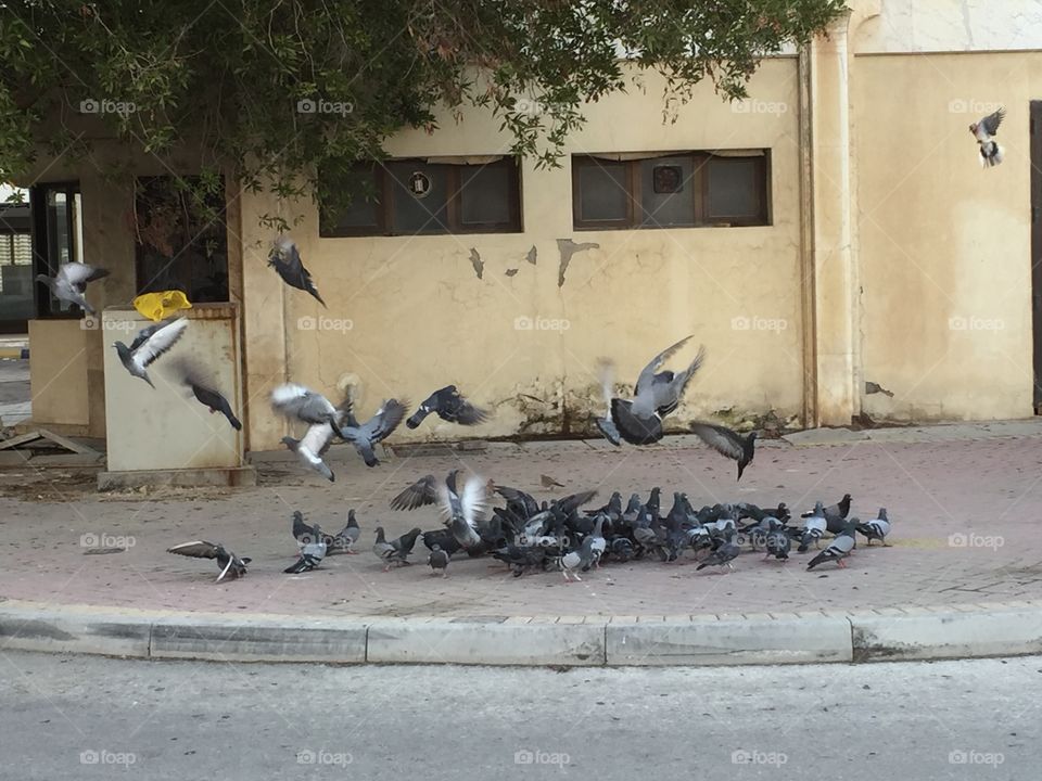 Bahrain birds