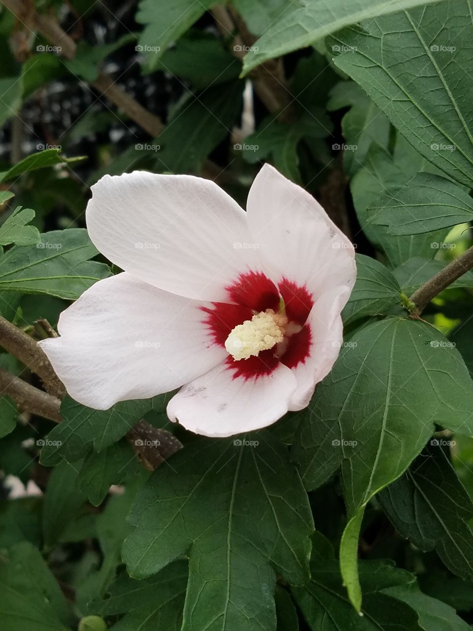 a flower I found in ağva turkey