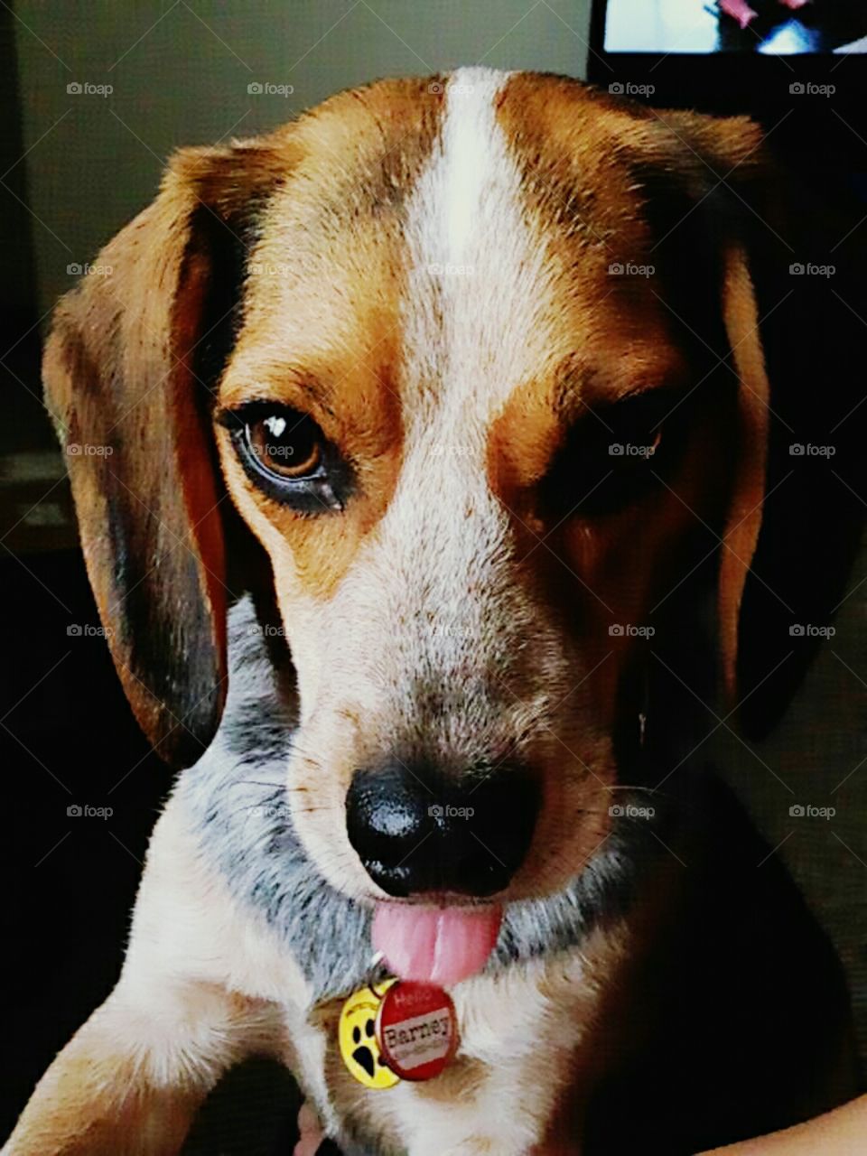 Cute Beagles / Friends / Relatives / Friendships
