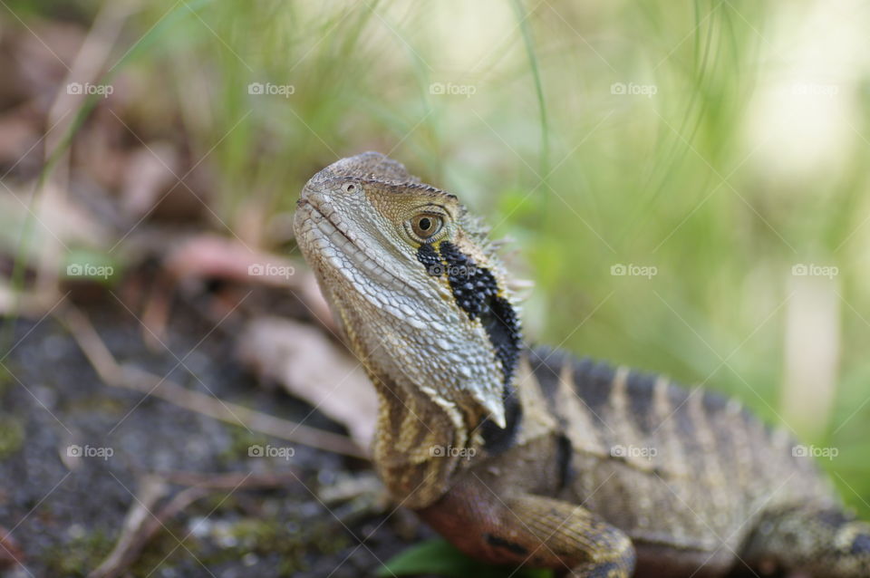 Dragon lizard