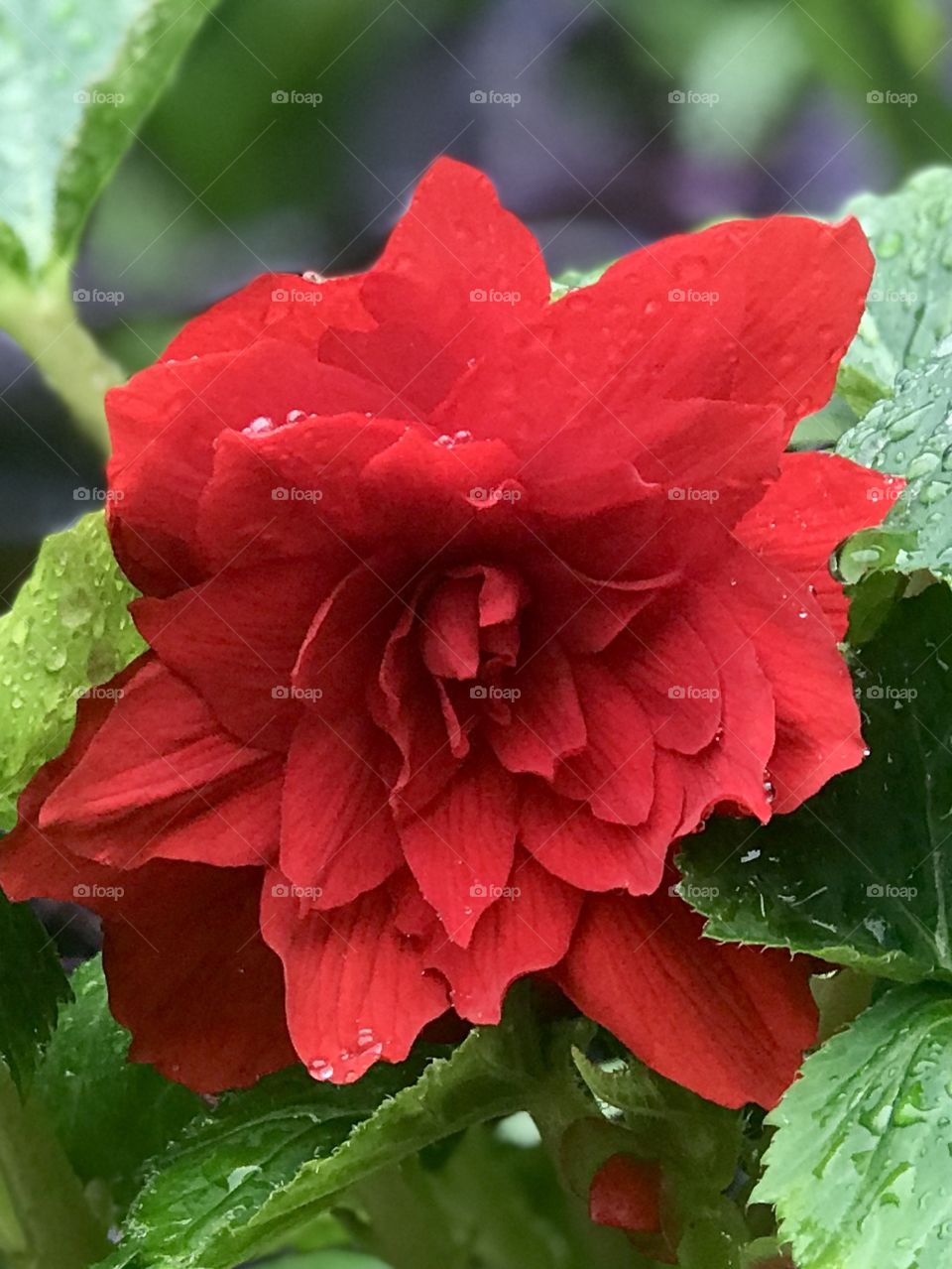 Red flower