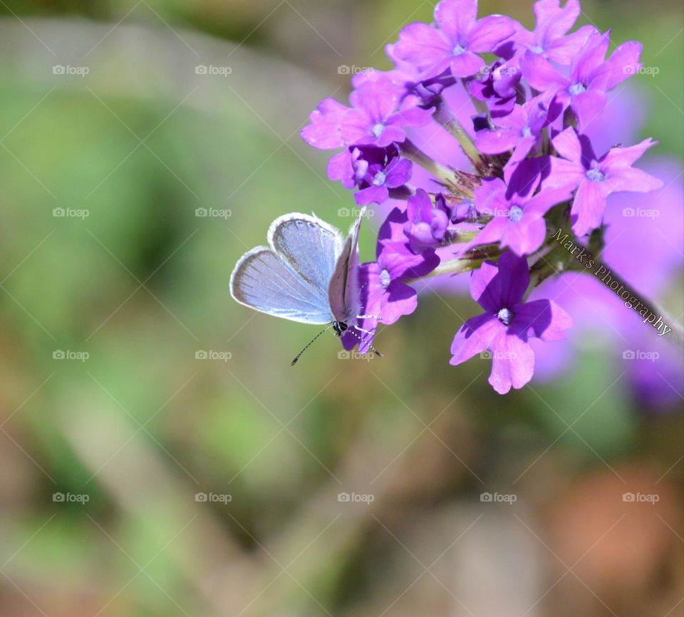 Enjoying the beauty of nature at a wildlife preserve In  Sacramento California