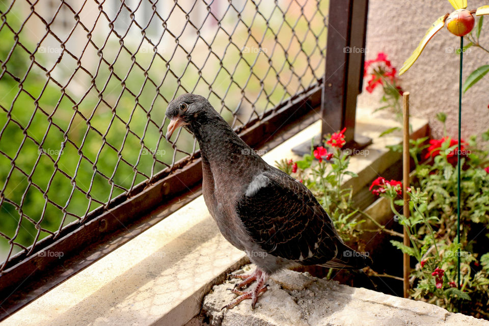 Young pigeon - uninvited guest