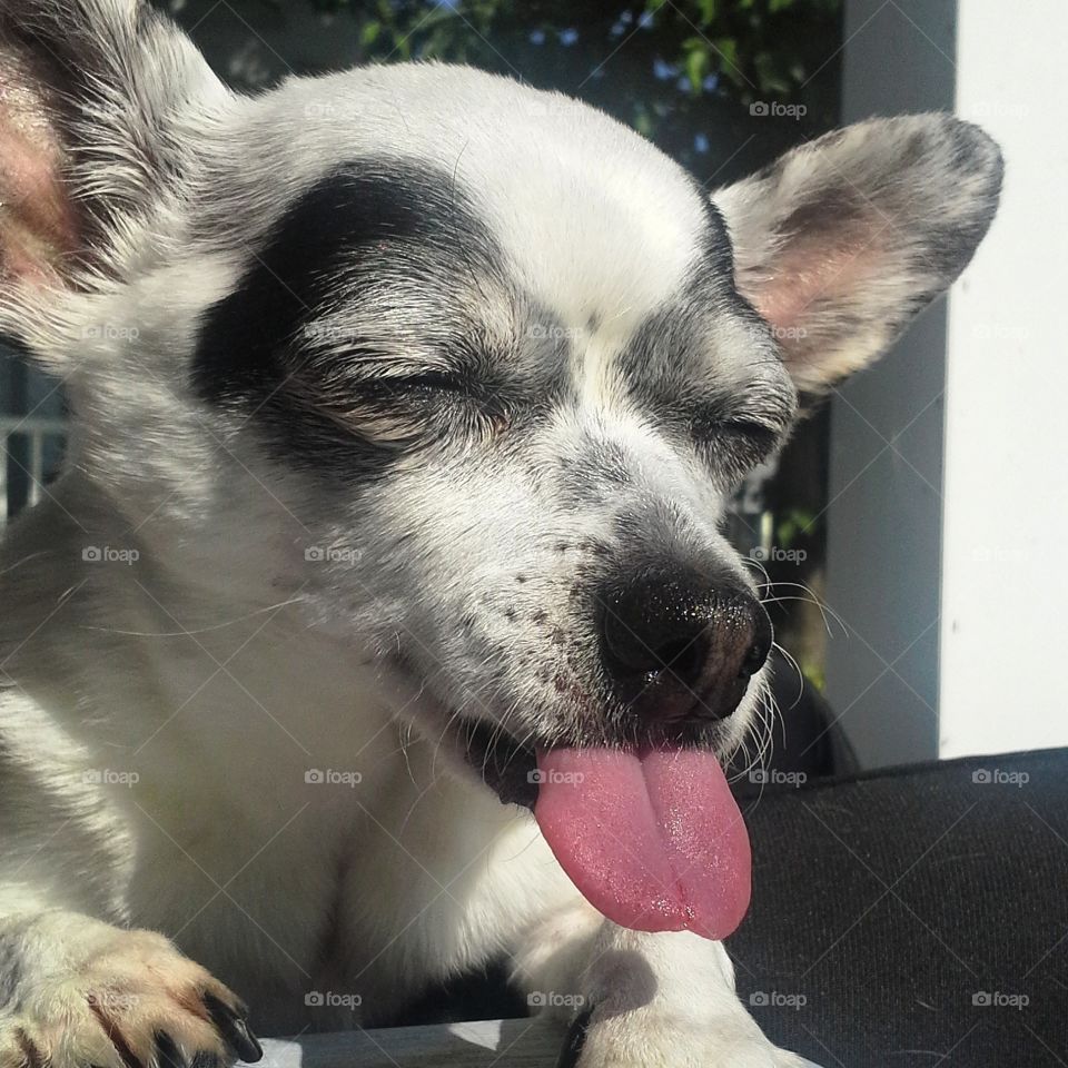 I dont like Mondays . Pico is sticking his tongue out to all Mondays 