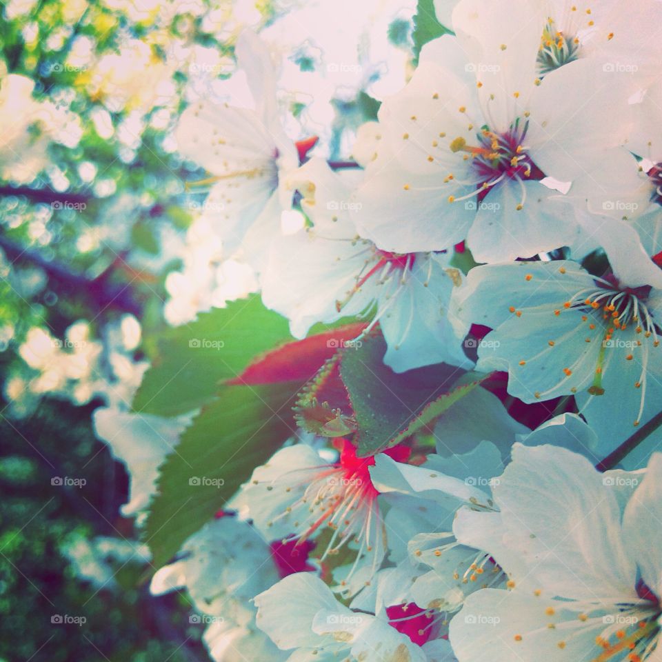 blooming apple tree. Beautiful spring flowers apple