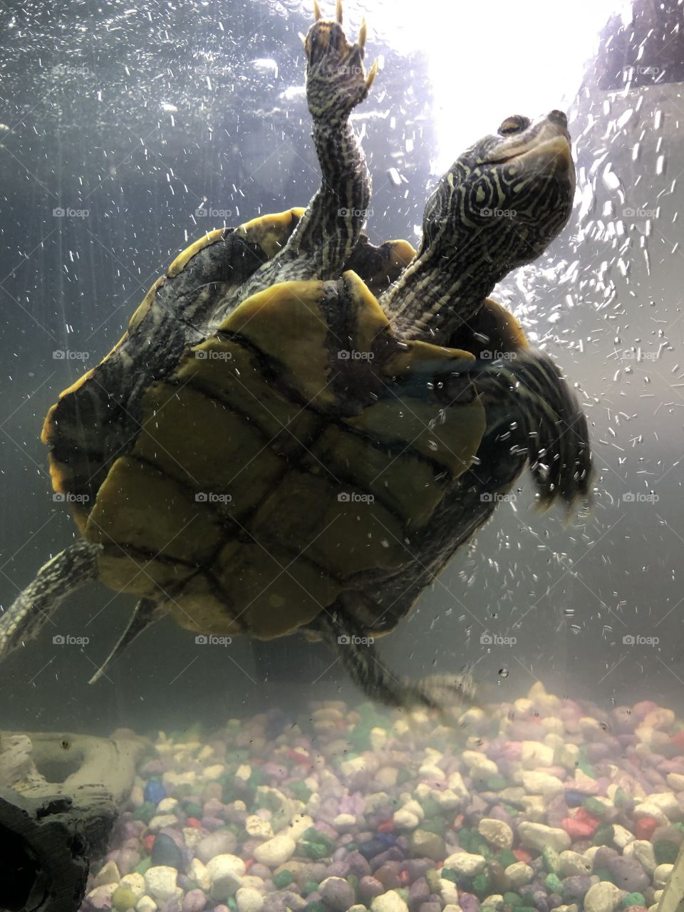 Tamara splash in her home tank