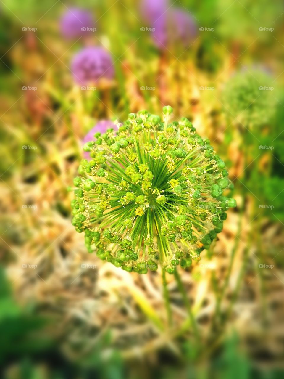 Green flower
