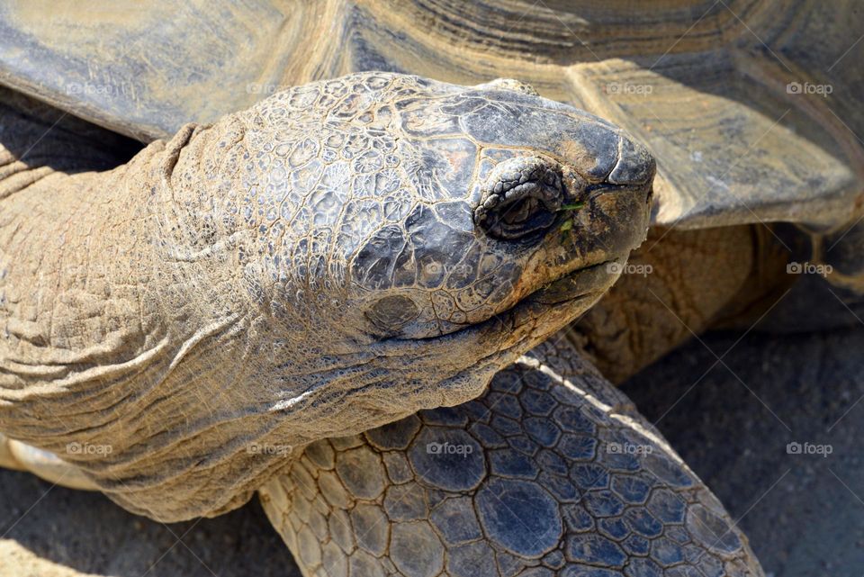 Close-up of giant tortoise