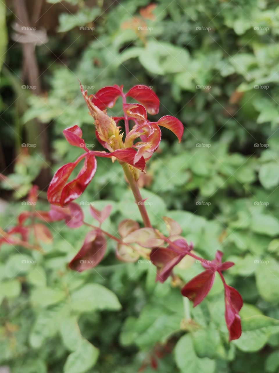 Glorious mother nature, pinkish leaves with in the greenery.
