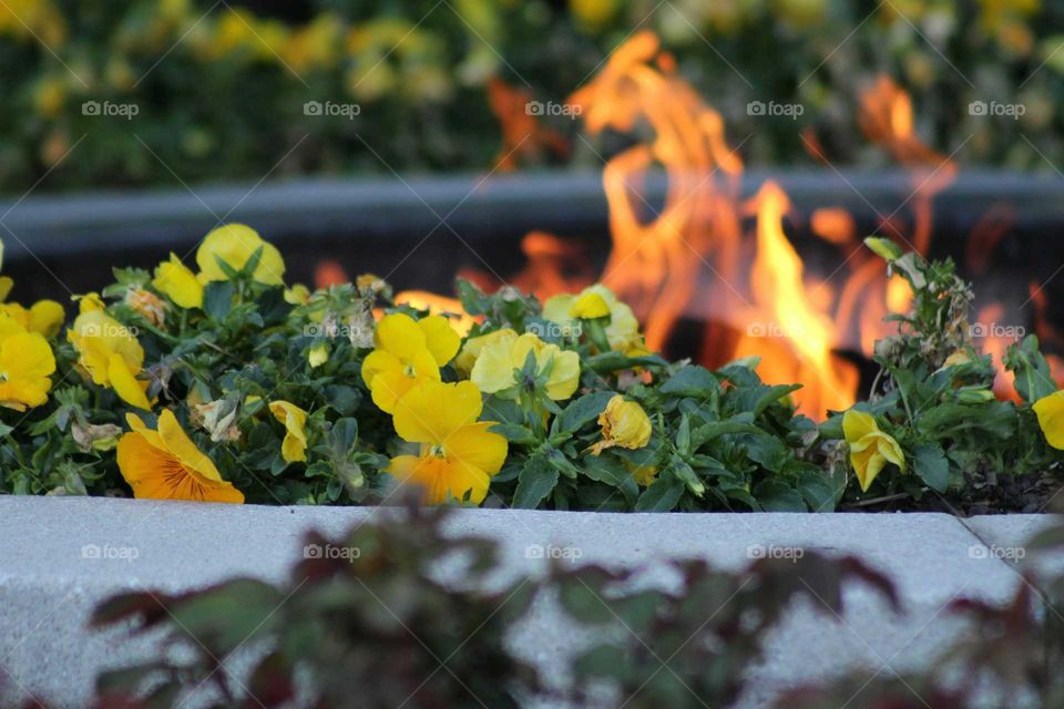 fire  and flowers