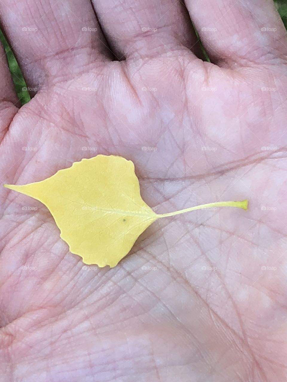 Small Leaf in hand