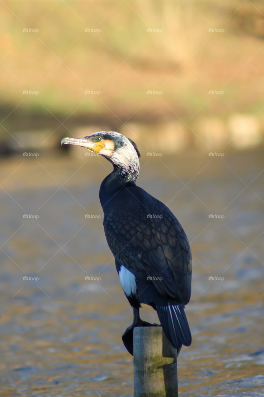 Cormorant bird portrait
