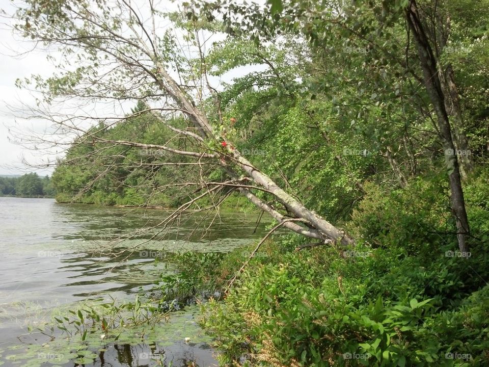 trees growing in water