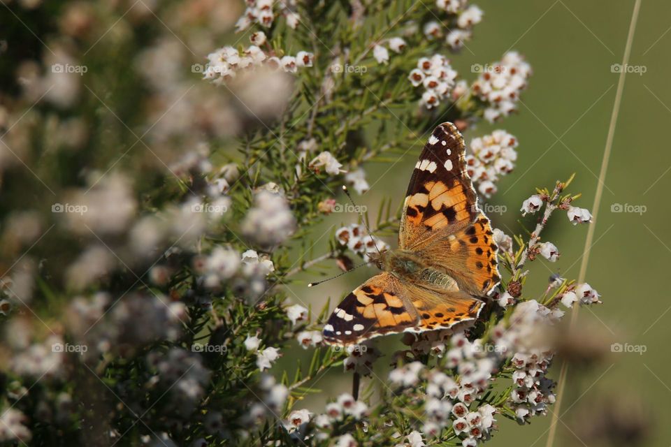 Butterfly on flower