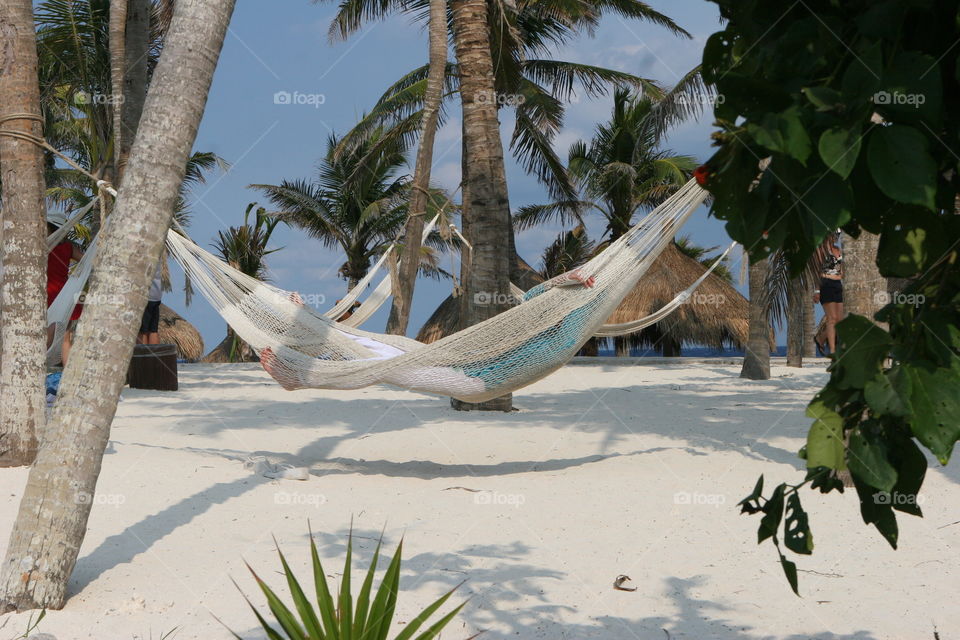 Beach, Palm, Tropical, Sand, Tree