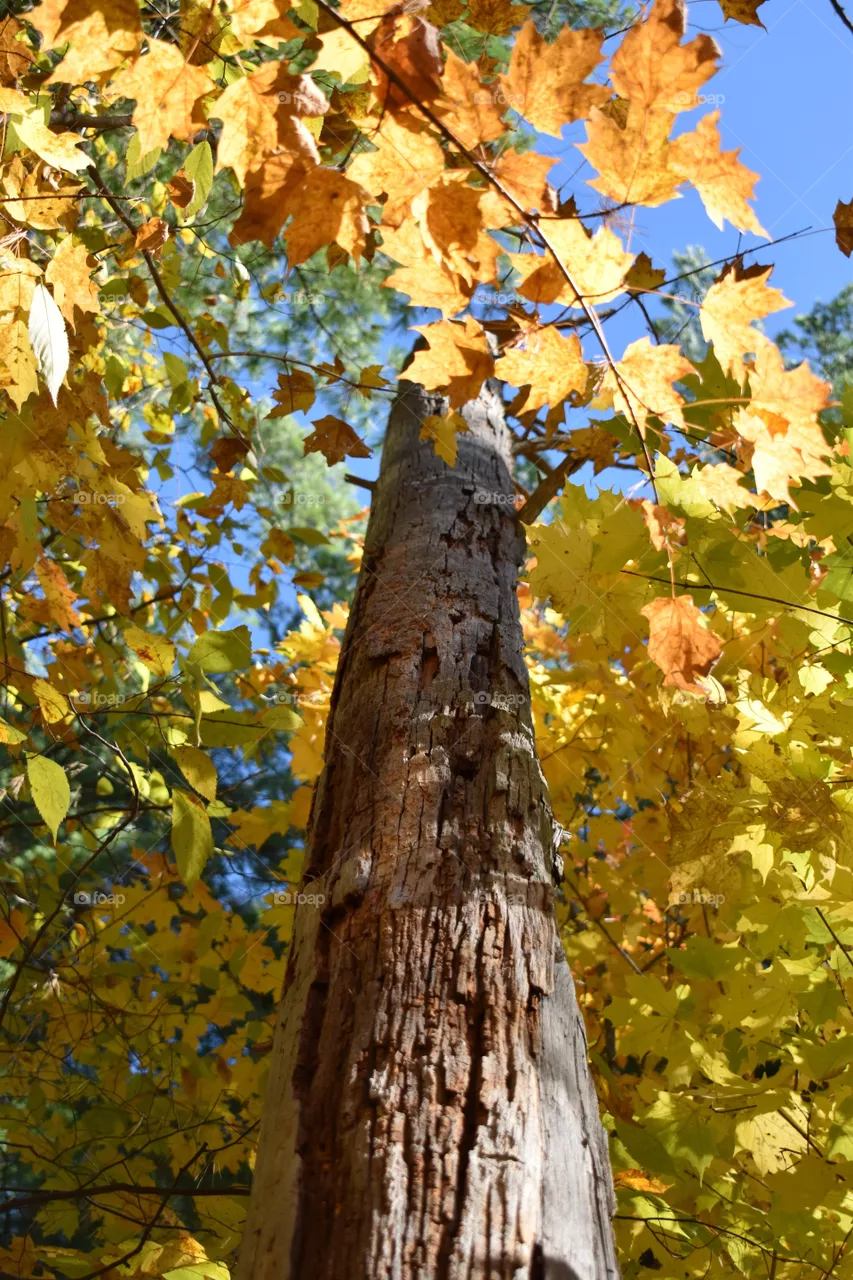 Colorful autumn leaves around a tree