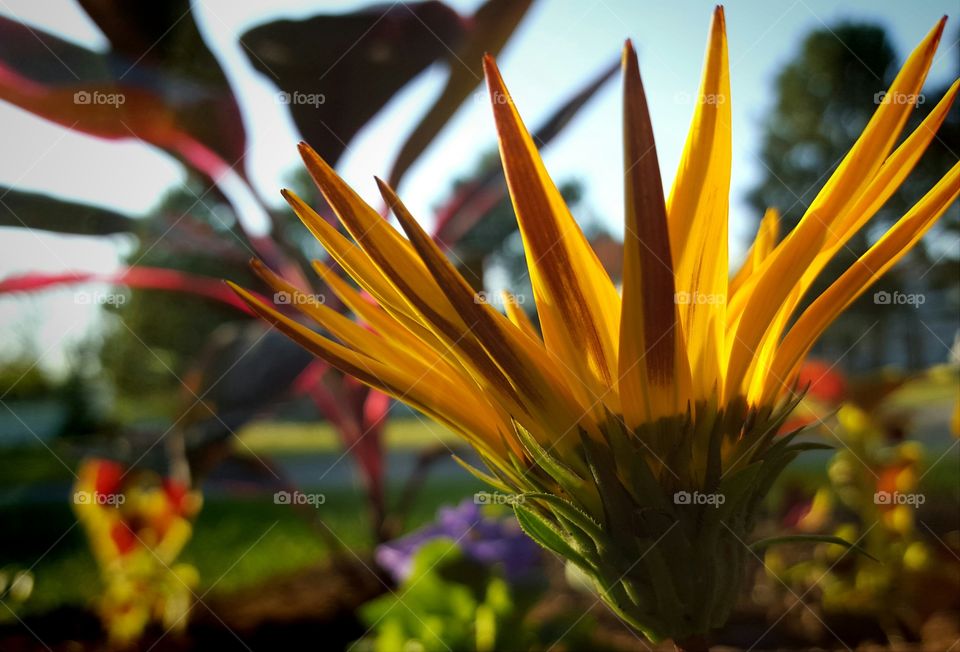 This is not a sunflower although in open and closes with sunrise and sunset