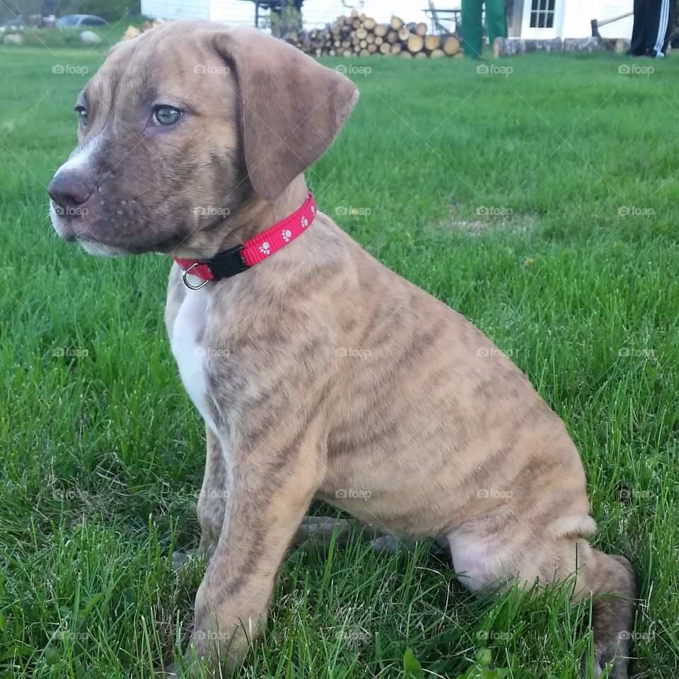 Aero. This is Aero. He's my first puppy, and he's just a big ham bone! 