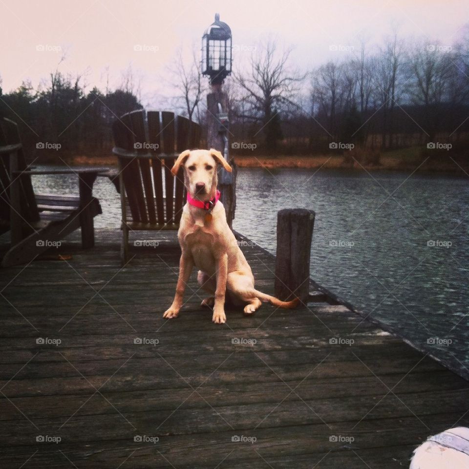 Farm pup