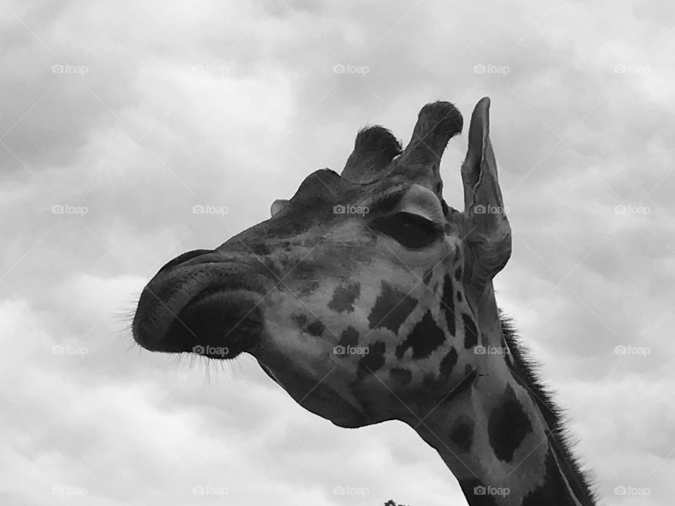 A skeptical giraffe