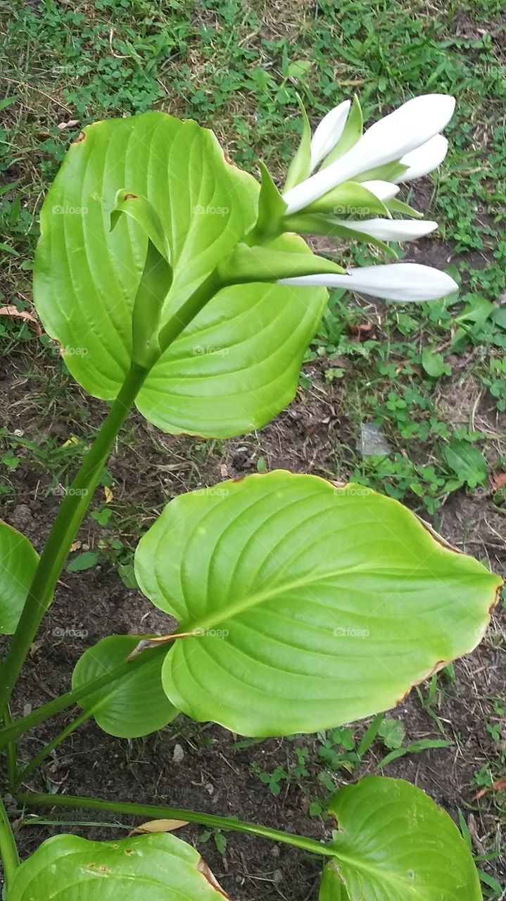 Leaf, No Person, Nature, Flora, Growth