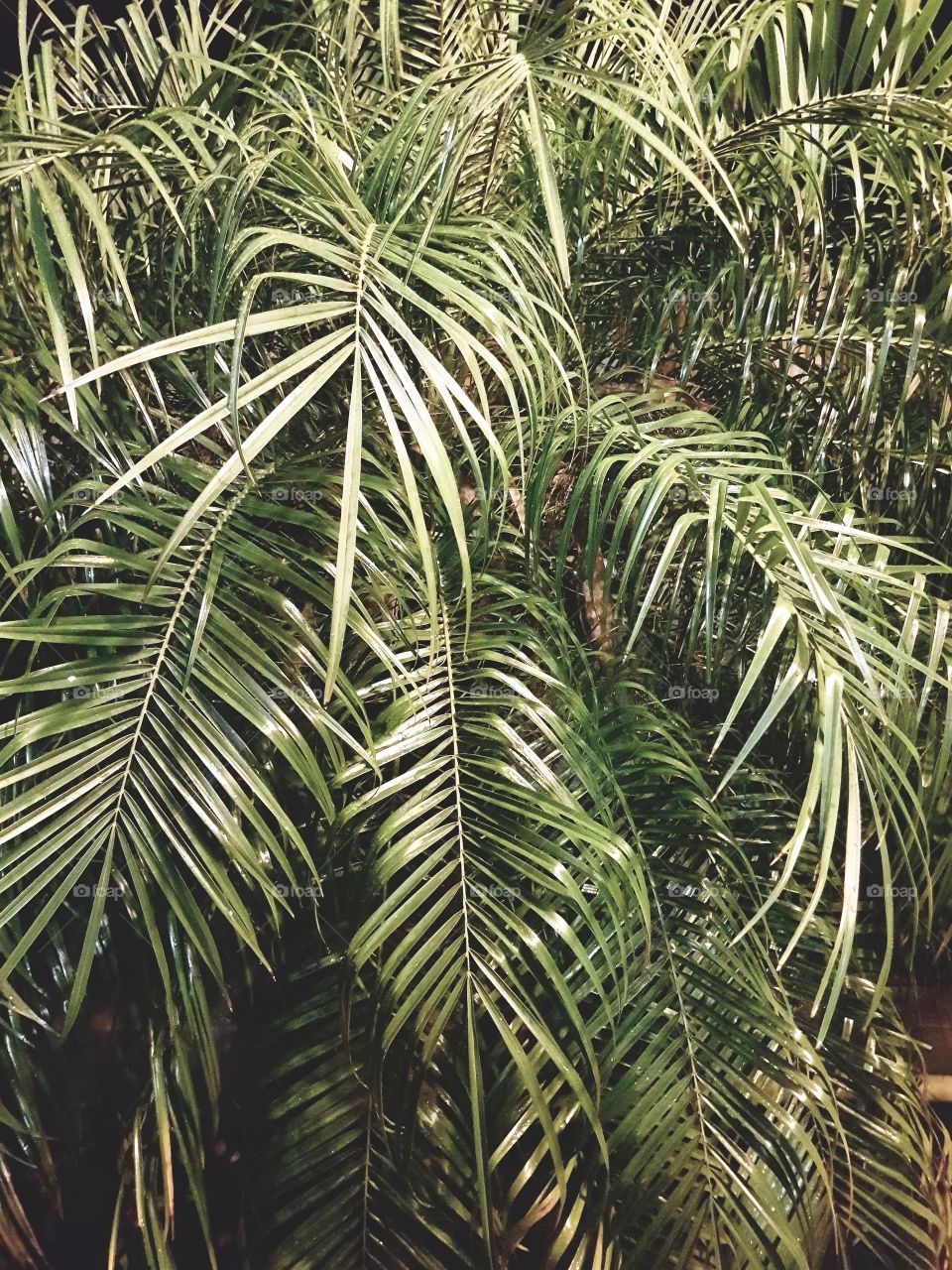 Tropical plant for background